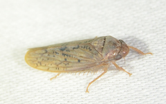Ponana rubida