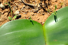 Haemanthus lanceifolius