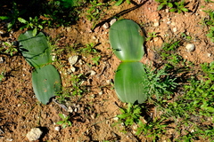 Haemanthus lanceifolius