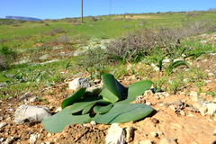 Haemanthus lanceifolius