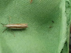 Crambus pascuella