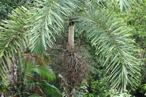 Image of Normanbya normanbyi by (c) Greg Tasney, some rights reserved (CC BY-SA)