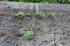 Asplenium ruta-muraria