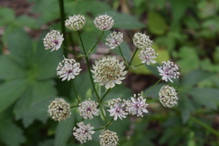 Astrantia major