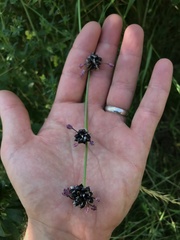 Allium