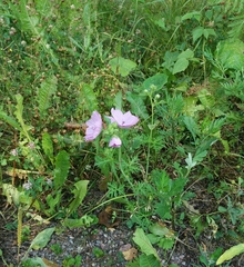 Malva moschata