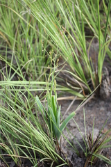 Chlorophytum gallabatense