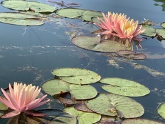 Nymphaea