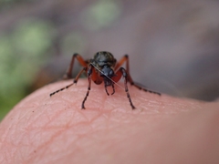 Bibio palliatus