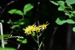 Crepis lyrata