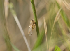 Cicadetta mediterranea