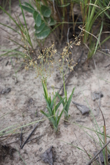 Chlorophytum gallabatense