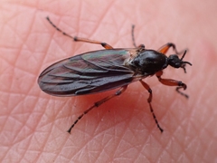 Bibio palliatus