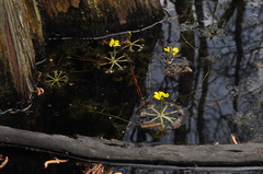 Utricularia radiata