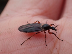 Bibio palliatus