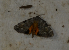 Catocala lineella