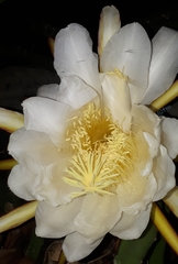 Selenicereus polyrhizus