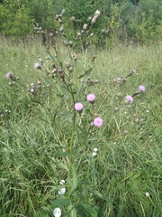 Cirsium arvense