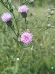 Cirsium arvense