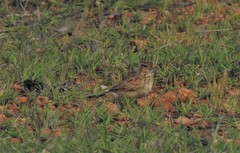Mirafra javanica