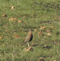 Cursorius coromandelicus