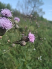 Cirsium arvense