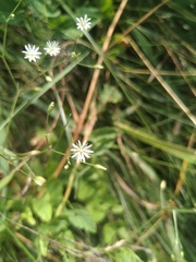 Stellaria graminea