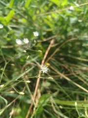 Stellaria graminea