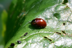 Chrysolina polita