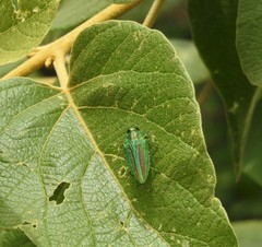 Chrysochroinae