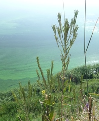 Erysimum marschallianum