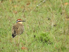 Cursorius coromandelicus