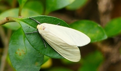 Pareuchaetes pseudoinsulata