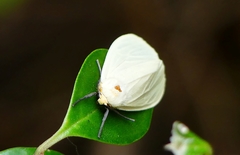 Pareuchaetes pseudoinsulata