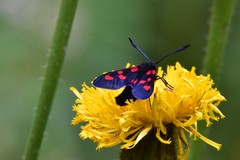 Zygaena viciae
