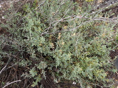 Atriplex vestita
