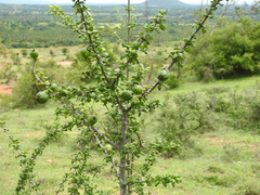 Catunaregam taylorii