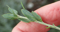 Atriplex vestita