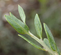 Atriplex vestita