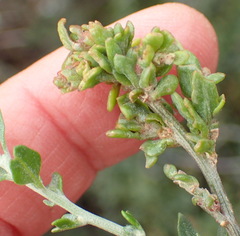 Atriplex vestita