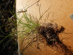 Carex callitrichos