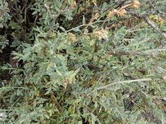 Atriplex vestita