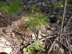 Carex callitrichos