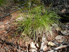 Carex callitrichos