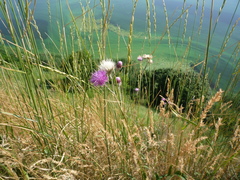 Jurinea salicifolia