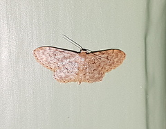 Idaea libycata