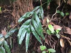 Asplenium formosae
