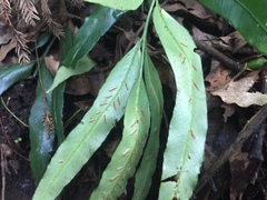 Asplenium formosae