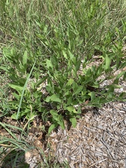 Ruellia metziae