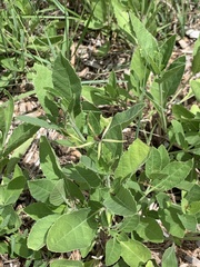 Ruellia metziae